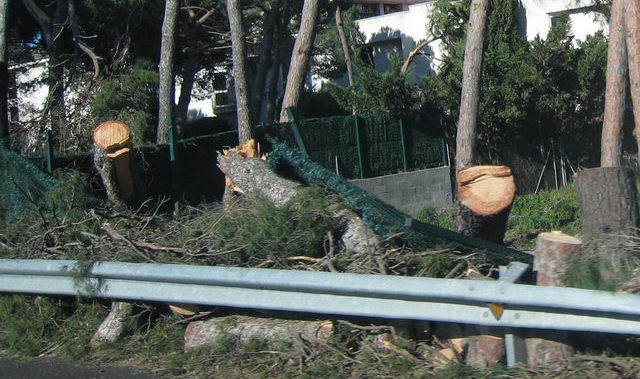 Tanca trencada per la caiguda de pins al costat de l'autovia de Castelldefels al seu pas per Gavà Mar pel fort temporal de vent del 24 de gener de 2009